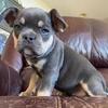 French Bulldog puppy - Tinker Bell