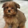 Pom/morkie