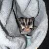 Sugar Glider Joey female 