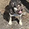 POCKET French Bulldog chocolate and tan blue carrier stud 14lbs  for stud service