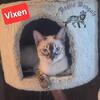 *Reduced* Snow Bengal Kittens