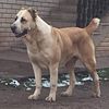 4 month old Alibai puppies world class imported