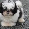 Shih-Tzus