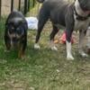 Tri Bully Female for Sale