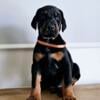 EURO IMPORT DOBERMAN PUPPIES