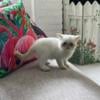 Lizzie is a super sweet doll face female exotic shorthair