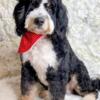 Mini Bernedoodle stud for hire