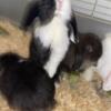 Holland lop litter & lion lop litter (separate litters)