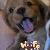 Cavalier King Charles Spaniel female puppy 