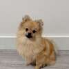 Male Pomeranian up for adoption