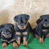 Rottweiler pups