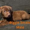 8 Week Old Puppies