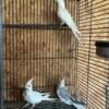 Baby white cockatiels 