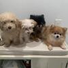 Puppies 