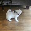 Malshi female puppy 9 weeks old