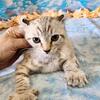 HIGHLANDER / DESERT LYNX SPOTTED FEMALE KITTEN