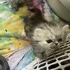 Adorable, Playful, Exotic Persian Kittens