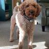 AKC Poodle Stud - moyen
