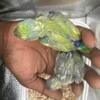 Pie baby parrotlet sale