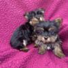 Yorkie puppies looking for great homes