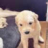 Adorable golden retriever puppies looking for a loving home 