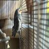 Parrots for sale: 1 cockatiel & 1 parakeet 