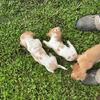 Dachshund Pups. 