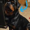 Rottweiler puppies