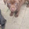 Chocolate lab chow male puppy 9 weeks