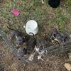 tri color pit puppies
