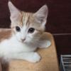 Female kitten for rehoming