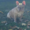 Golden Merle French bulldog pups