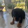 AKC Miniature dachshund smooth