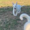 White German Shepherd Puppies Available