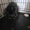 1 year old buck holland lop