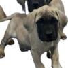 English mastiff puppies