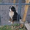 Akc Bernese mountain dog 