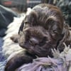 Chocolate Male Cocker Spaniel