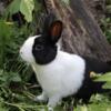 Dutch Baby Bunny Rabbit