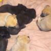 German Shepherd puppies for sale