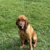 AKC Bloodhound Pair - 1 year old & 9 Month old w/ Full Breeding Rights -- $1000