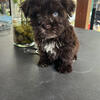Boy and girl miniature schnauzer 