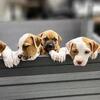 American Pit Bull Terriers purebred