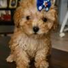 Micro teacup toy poodle female