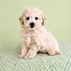 Bichon Frise Puppies - Ready Now