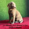 AKC Silver Female Labrador Puppy