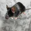 Fancy Mice - Very Tame, Good Pets