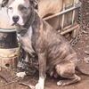 Abkc brindle 1 litter