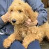 Beautiful Goldendoodle Male Puppy