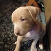Puppies looking for there fur ever homes!!
